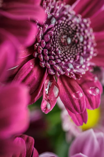 Beautiful Purple Fresh Chrysanthemums Dew Drops Rain Petals Bloomed Summer — Stock Photo, Image