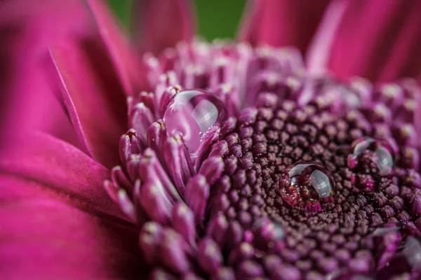 Beautiful Purple Fresh Chrysanthemums Dew Drops Rain Petals Bloomed Summer — Stock Photo, Image