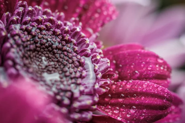 Beautiful Purple Fresh Chrysanthemums Dew Drops Rain Petals Bloomed Summer — Stock Photo, Image