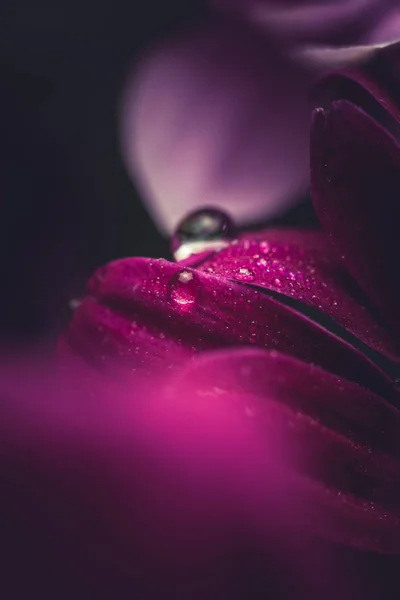 Mooie Paarse Verse Chrysanten Met Dauwdruppels Regen Bloemblaadjes Die Bloeiden — Stockfoto