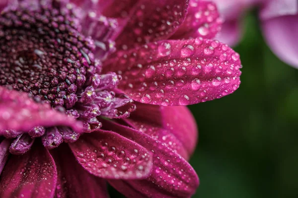 Beautiful Purple Fresh Chrysanthemums Dew Drops Rain Petals Bloomed Summer — 스톡 사진