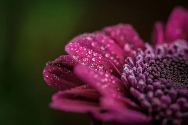 Beautiful Purple Fresh Chrysanthemums Dew Drops Rain Petals Bloomed Summer — Stock Photo, Image