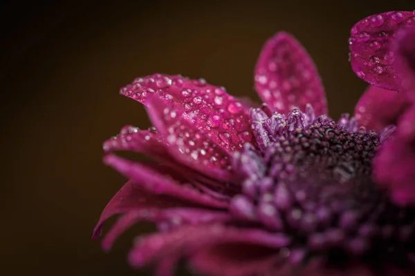 Beautiful Purple Fresh Chrysanthemums Dew Drops Rain Petals Bloomed Summer — Stock Photo, Image