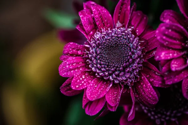 Beautiful purple fresh chrysanthemums with dew drops after rain on the petals that bloomed in the summer