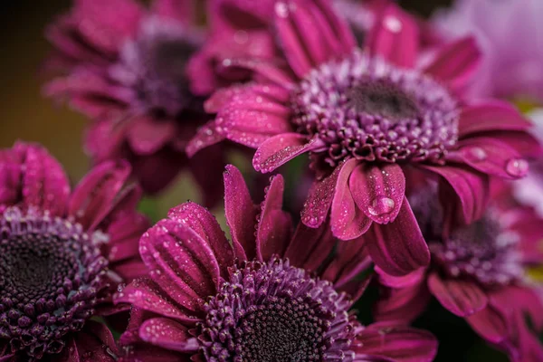 Beautiful Purple Fresh Chrysanthemums Dew Drops Rain Petals Bloomed Summer — Stock Photo, Image