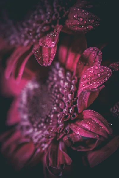 Beaux Chrysanthèmes Frais Violets Avec Des Gouttes Rosée Après Pluie — Photo