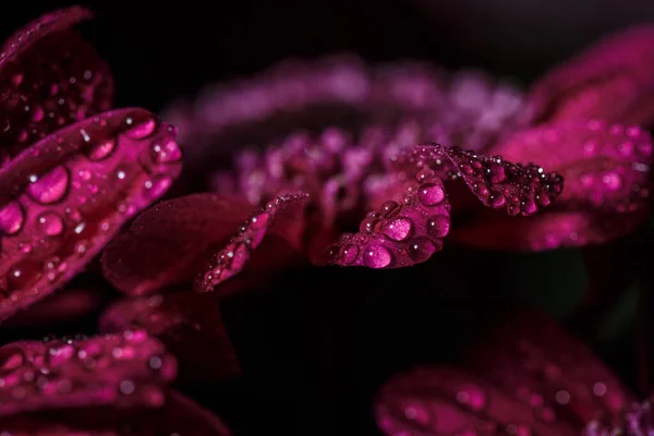 夏天绽放的花瓣上的雨后 美丽的紫红色菊花和露珠滴在一起 — 图库照片