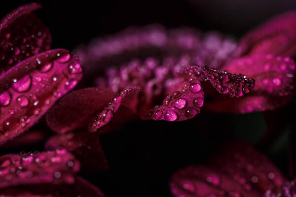 Beautiful purple fresh chrysanthemums with dew drops after rain on the petals that bloomed in the summer