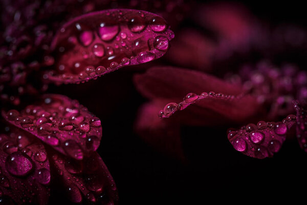 Beautiful purple fresh chrysanthemums with dew drops after rain on the petals that bloomed in the summer