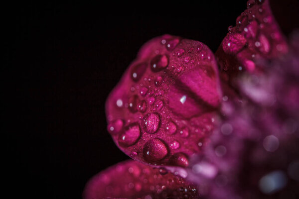 Beautiful purple fresh chrysanthemums with dew drops after rain on the petals that bloomed in the summer
