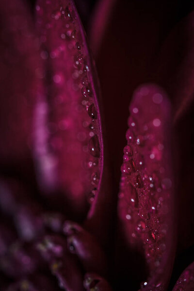 Beautiful purple fresh chrysanthemums with dew drops after rain on the petals that bloomed in the summer