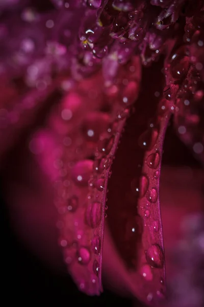 Beautiful Purple Fresh Chrysanthemums Dew Drops Rain Petals Bloomed Summer — Stock Photo, Image