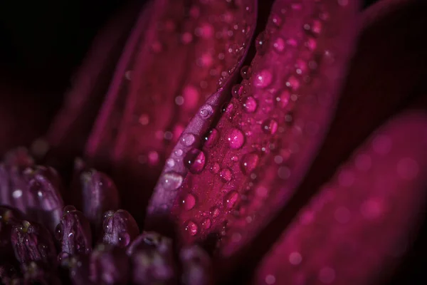 Beaux Chrysanthèmes Frais Violets Avec Des Gouttes Rosée Après Pluie — Photo