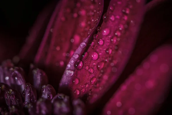 Belos Crisântemos Roxos Frescos Com Gotas Orvalho Após Chuva Sobre — Fotografia de Stock