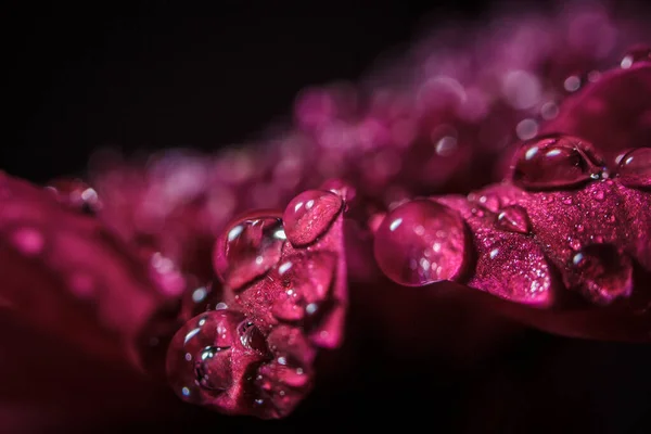 Beautiful Purple Fresh Chrysanthemums Dew Drops Rain Petals Bloomed Summer — Stock Photo, Image