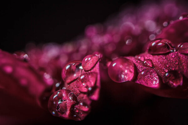 Beautiful purple fresh chrysanthemums with dew drops after rain on the petals that bloomed in the summer