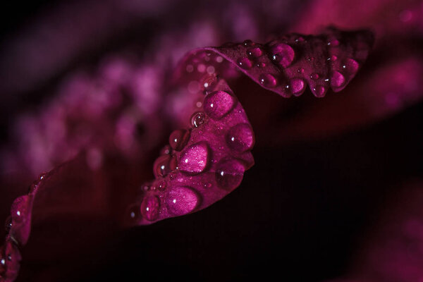 Beautiful purple fresh chrysanthemums with dew drops after rain on the petals that bloomed in the summer