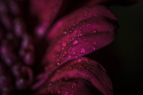 Beautiful purple fresh chrysanthemums with dew drops after rain on the petals that bloomed in the summer