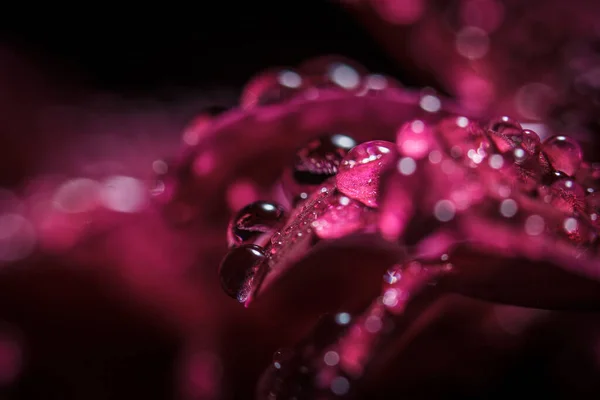 夏天绽放的花瓣上的雨后 美丽的紫红色菊花和露珠滴在一起 — 图库照片