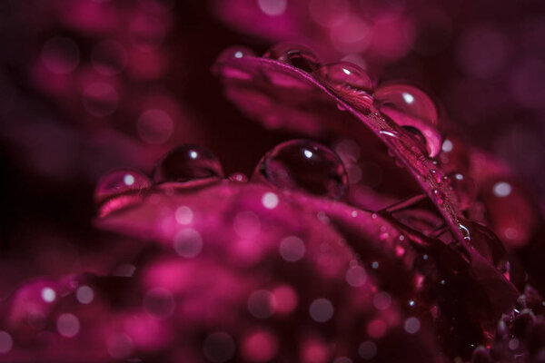 Beautiful purple fresh chrysanthemums with dew drops after rain on the petals that bloomed in the summer