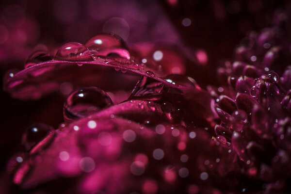 Beautiful purple fresh chrysanthemums with dew drops after rain on the petals that bloomed in the summer