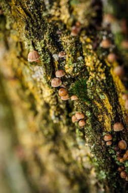 Ağaç kabuğunda bir sürü küçük mantar ve yakınlarda da yeşil yosun var.