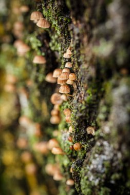 Ağaç kabuğunda bir sürü küçük mantar ve yakınlarda da yeşil yosun var.