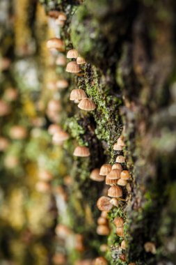 Ağaç kabuğunda bir sürü küçük mantar ve yakınlarda da yeşil yosun var.