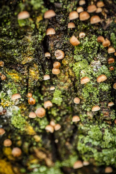 Lots Small Mushrooms Tree Bark Green Moss Nearby — Stock Photo, Image