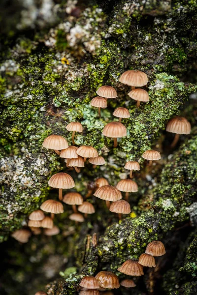 Lots Small Mushrooms Tree Bark Green Moss Nearby — Stock Photo, Image