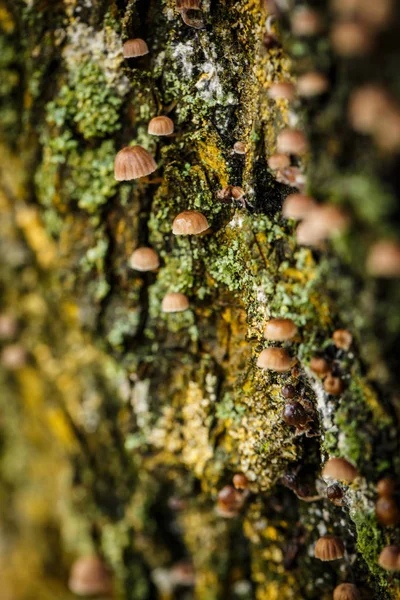 Lots Small Mushrooms Tree Bark Green Moss Nearby — Stock Photo, Image