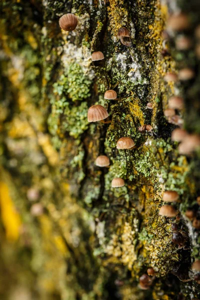 Lots Small Mushrooms Tree Bark Green Moss Nearby — Stock Photo, Image