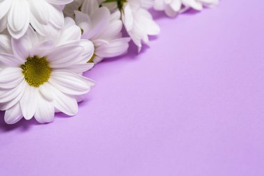 Mor Arkaplanda Taze Beyaz Kasımpatılar