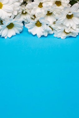 Mavi arka planda taze beyaz kasımpatılar.
