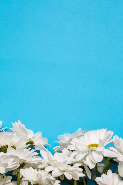 Fresh white chrysanthemums on a blue background
