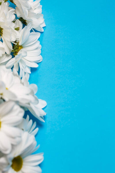 Fresh white chrysanthemums on a blue background