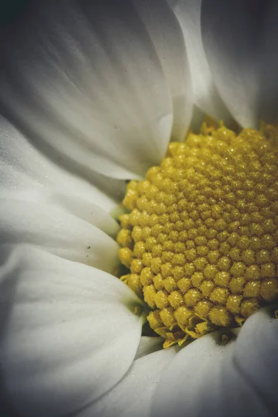 Frische Weiße Chrysanthemen Zeitigen Frühling — Stockfoto