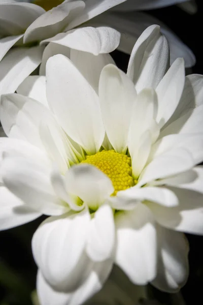 Frische Weiße Chrysanthemen Zeitigen Frühling — Stockfoto