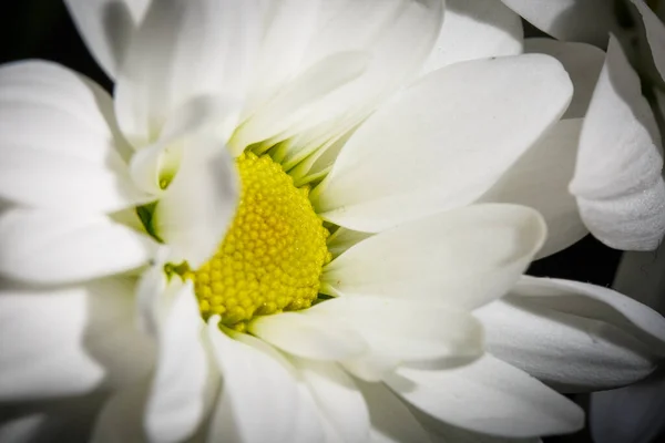 Frische Weiße Chrysanthemen Zeitigen Frühling — Stockfoto