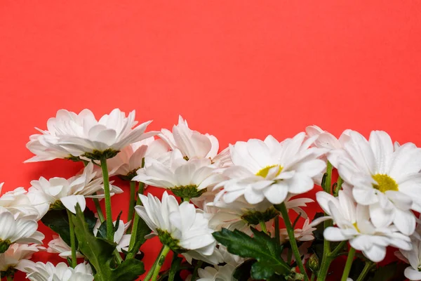Kırmızı Zemin Üzerinde Taze Beyaz Kasımpatılar — Stok fotoğraf