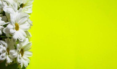 Yeşil arka planda taze beyaz kasımpatılar.