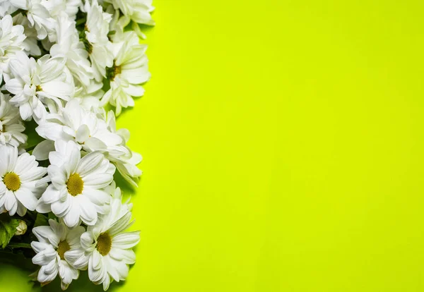 Verse Witte Chrysanten Een Groene Achtergrond — Stockfoto