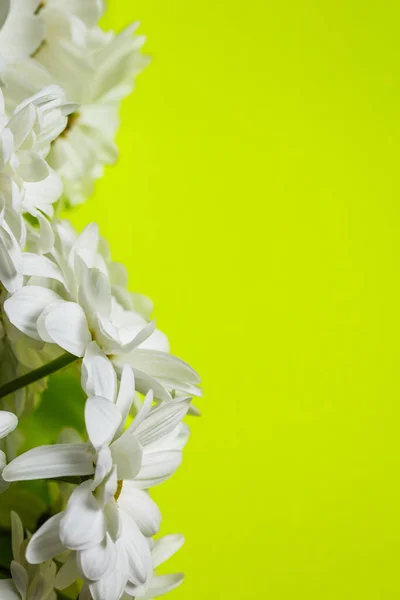 Verse Witte Chrysanten Een Groene Achtergrond — Stockfoto