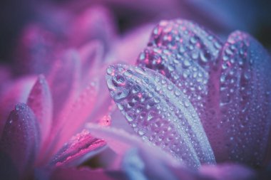 Taze ve güzel beyaz kasımpatılar mavi ve pembe.