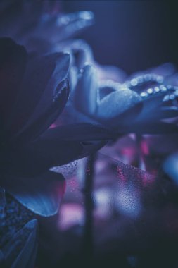 Taze ve güzel beyaz kasımpatılar mavi ve pembe.