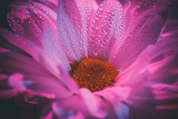 Свежие и красивые белые хризантемы в голубом и розовом
.