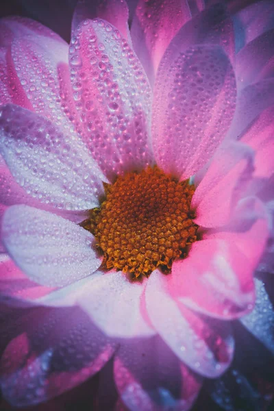 Fresh Beautiful White Chrysanthemums Blue Pink — Stock Photo, Image