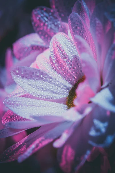 Crisantemos Blancos Frescos Hermosos Azul Rosa — Foto de Stock