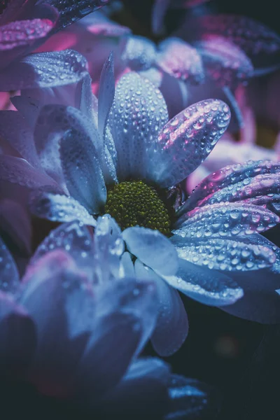 Crisantemos Blancos Frescos Hermosos Azul Rosa — Foto de Stock