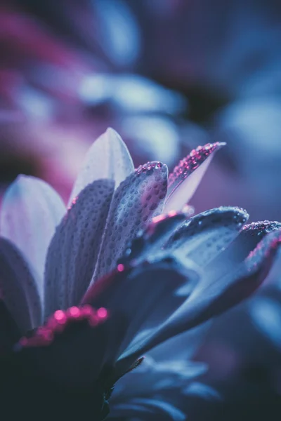 Свіжі Красиві Білі Хризантеми Синьо Рожевому — стокове фото